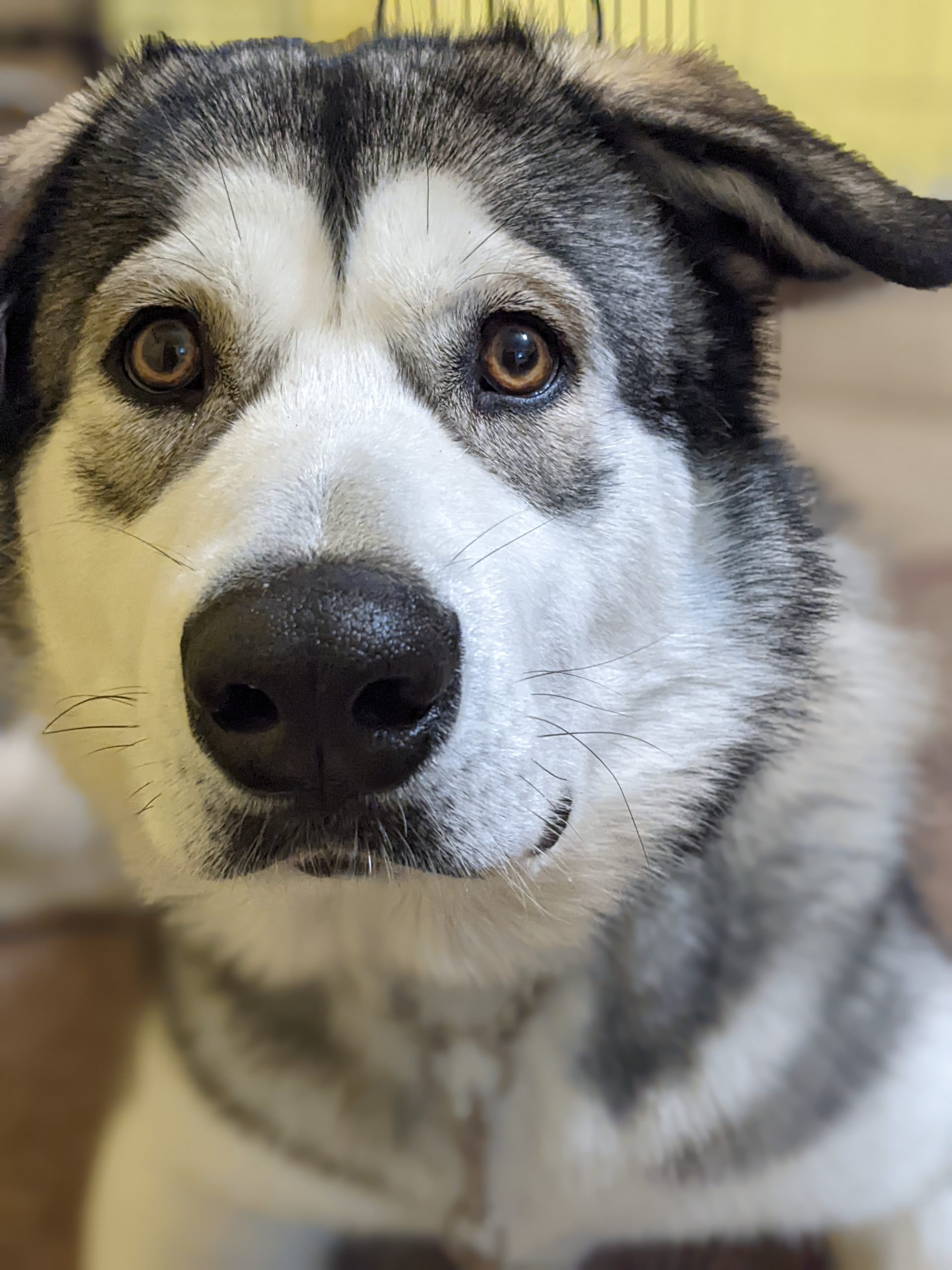 Image showcasing The Link Between Diet And Anxiety In Dogs: Why Fresh Food Can Make A ...